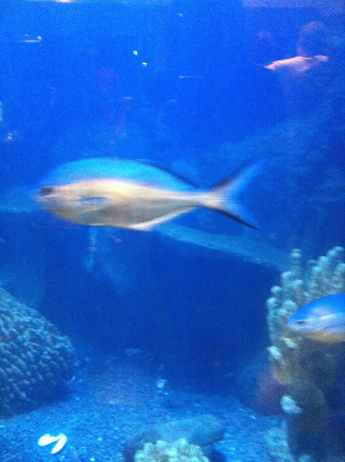A fishy in the aquarium. 