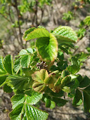 Rosa Rugosa