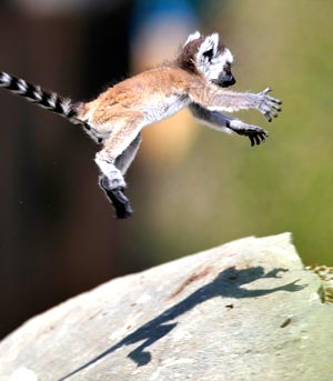 leaping_lemur.jpg