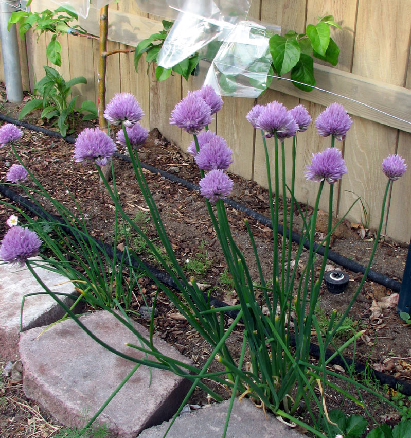 Desert Wind Designs My Garden Image Heavy!