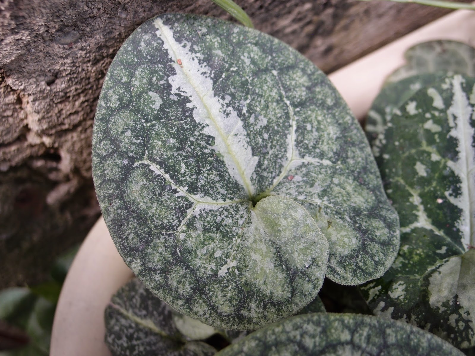 特定国内種フクエジマ カンアオイ 基本種 寒葵 細辛