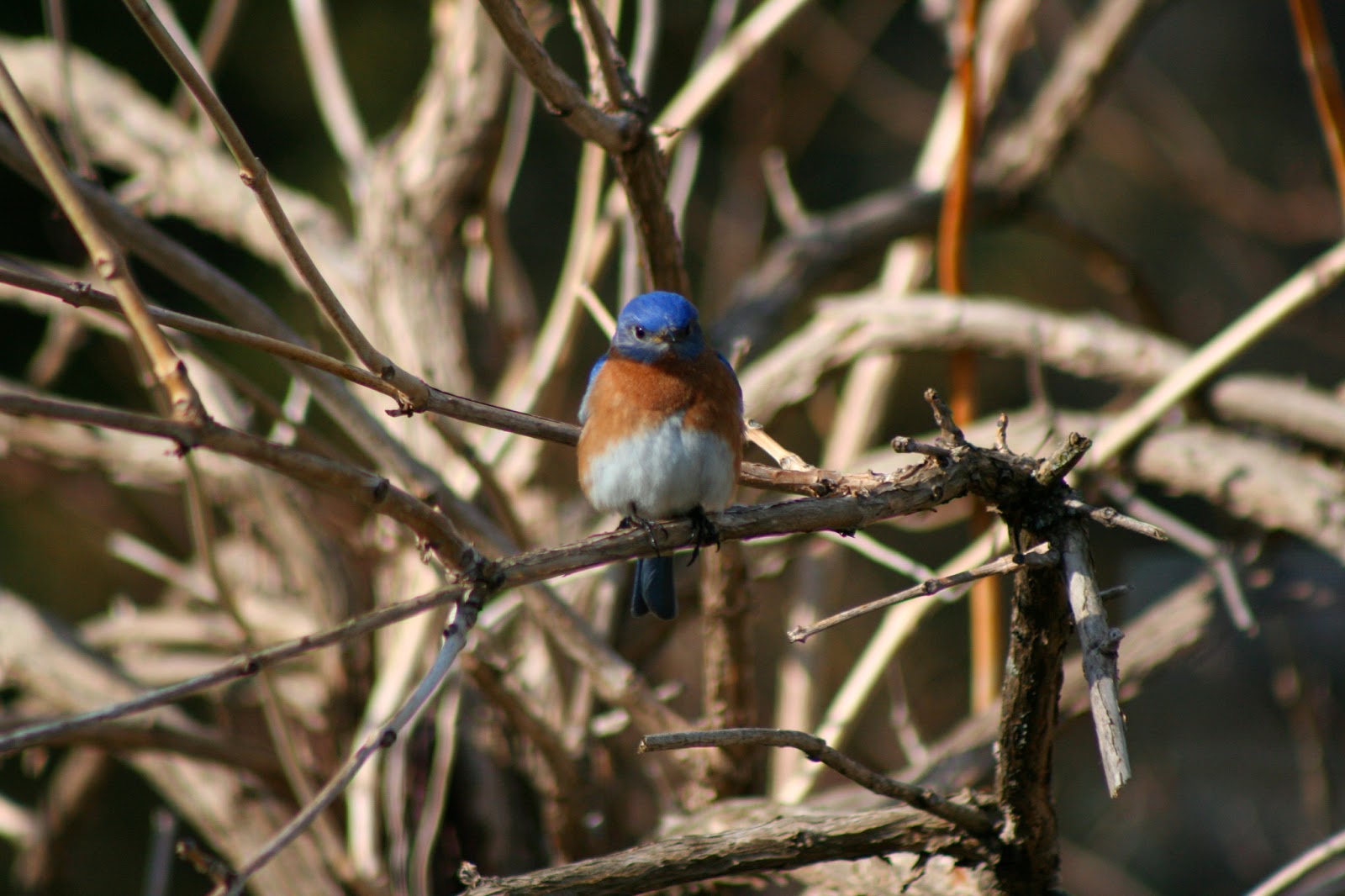 The Cabin Countess Eastern Bluebirds Can Stay All Winter in Wisconsin