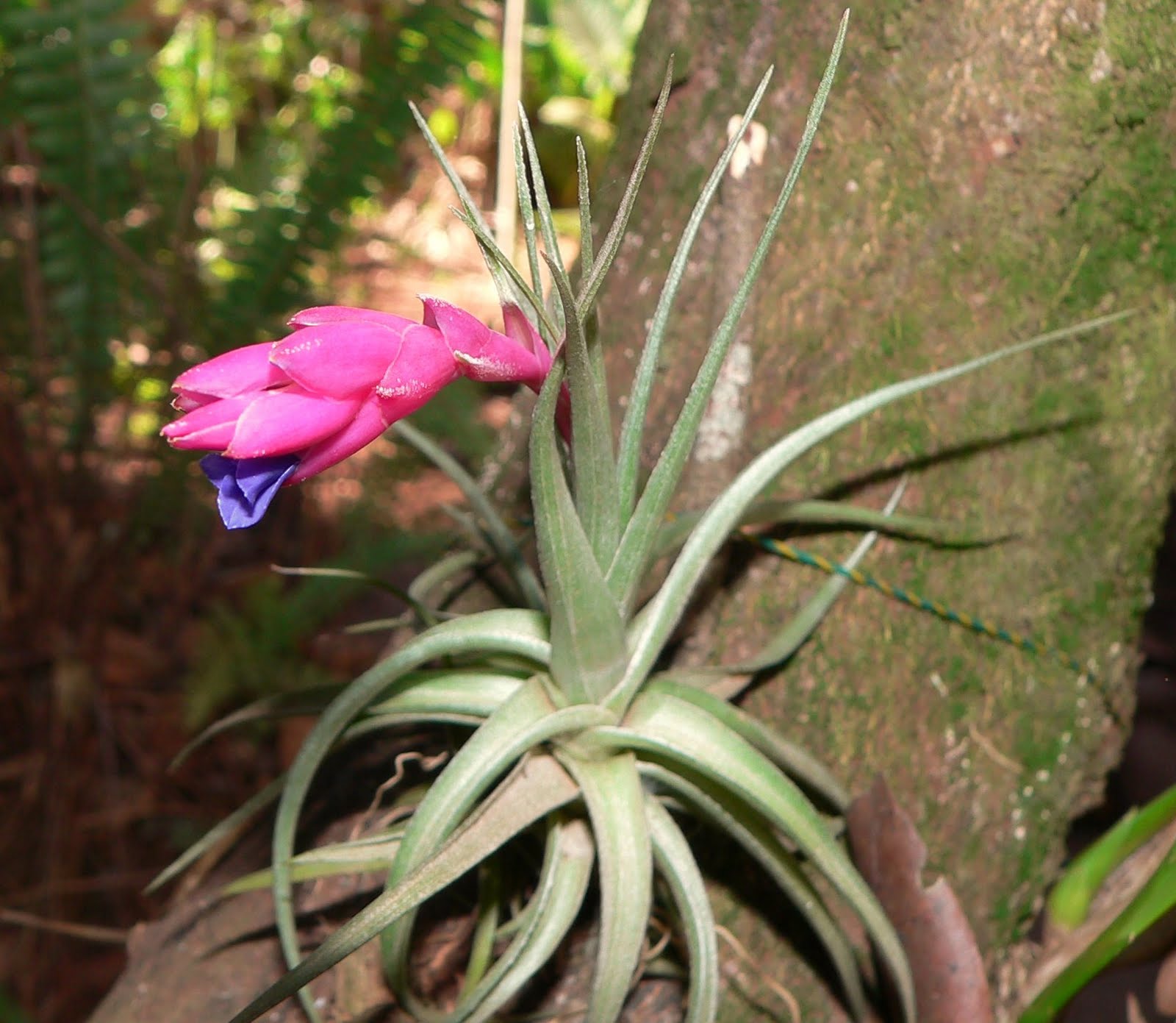 Alexisimágenes Nature Photography Clavel del aire en flor