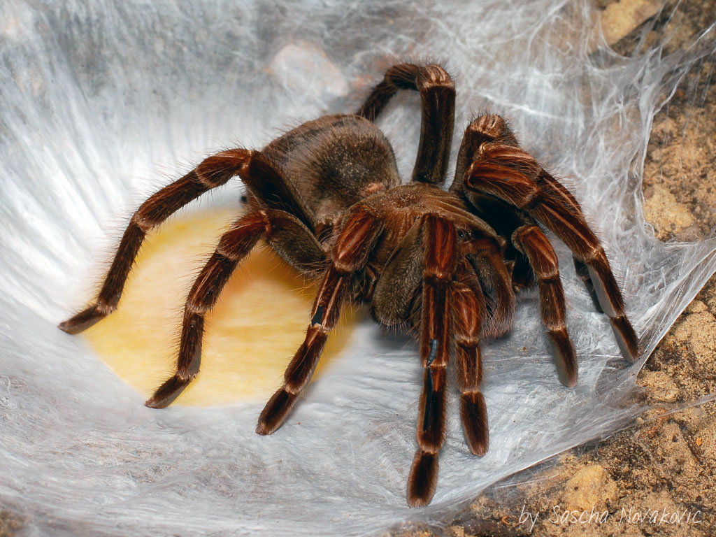 Birdspiders Alles über Vogelspinnen 2013