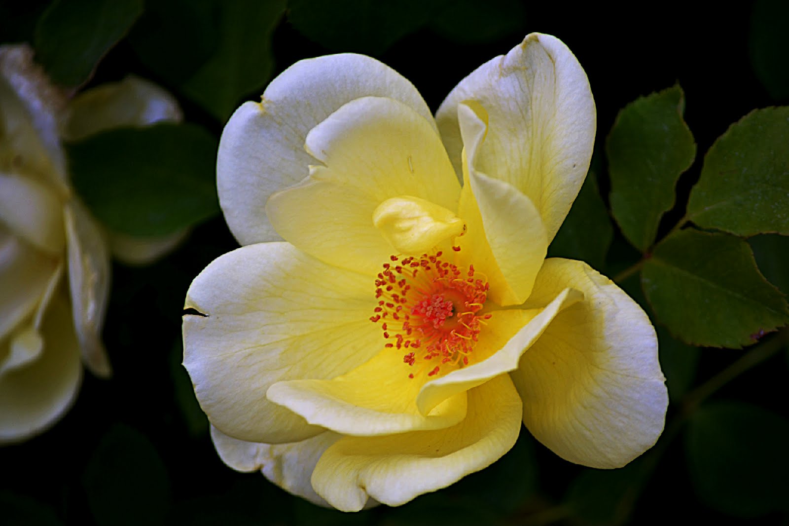 Hip Suburban White Guy Some Pretty Flowers From Unity Village