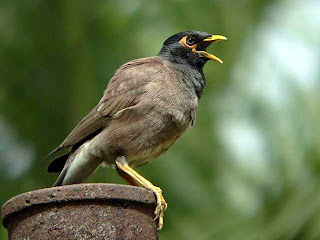 suara burung jalak nias jalak nias gacor mp3