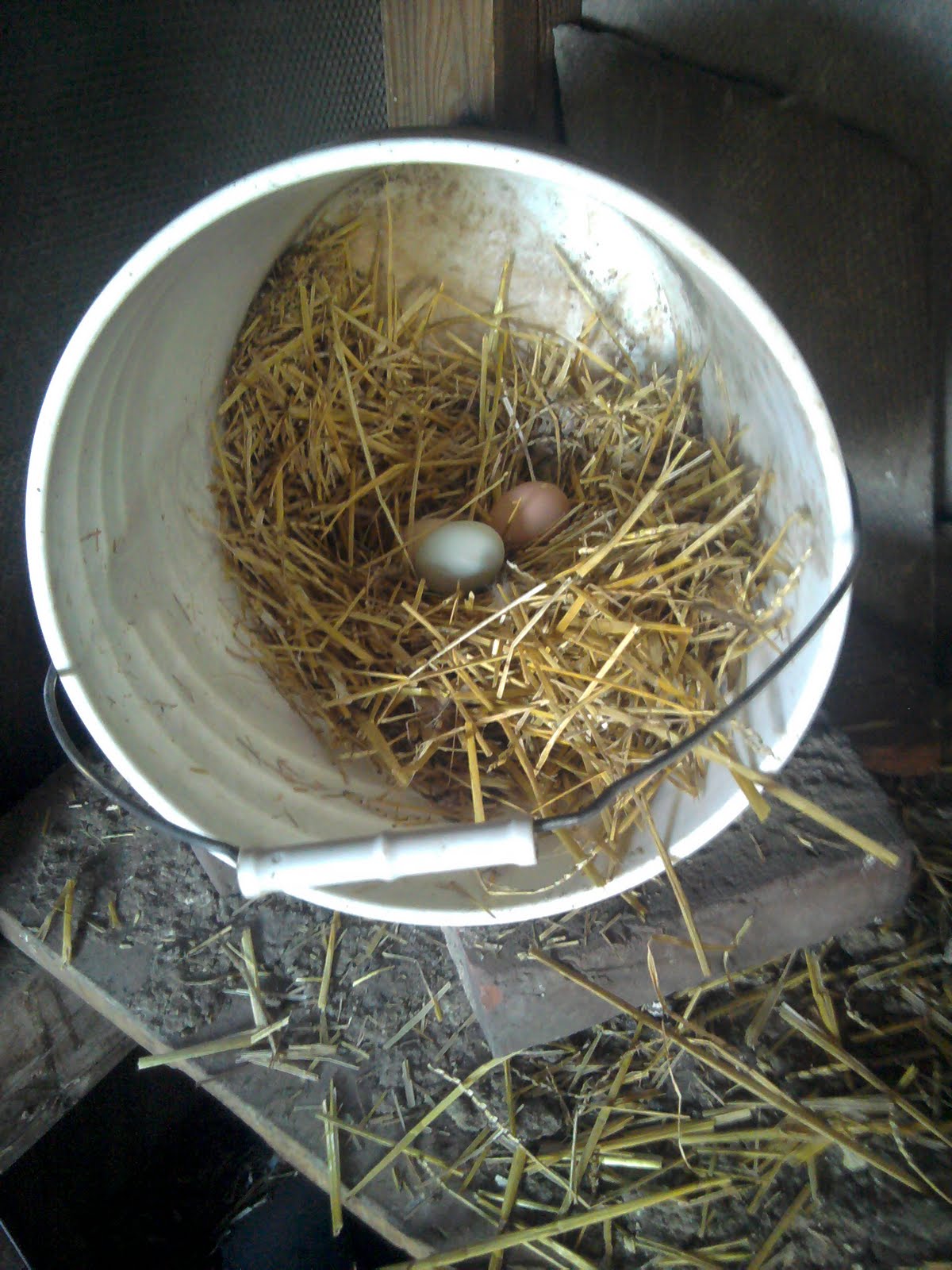 Grama Sue's Rainbow Farm Bucket Chicken Nest Experiment