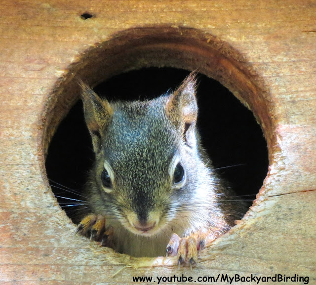 Red Squirrel babies (kittens) in a Screech Owl nest box