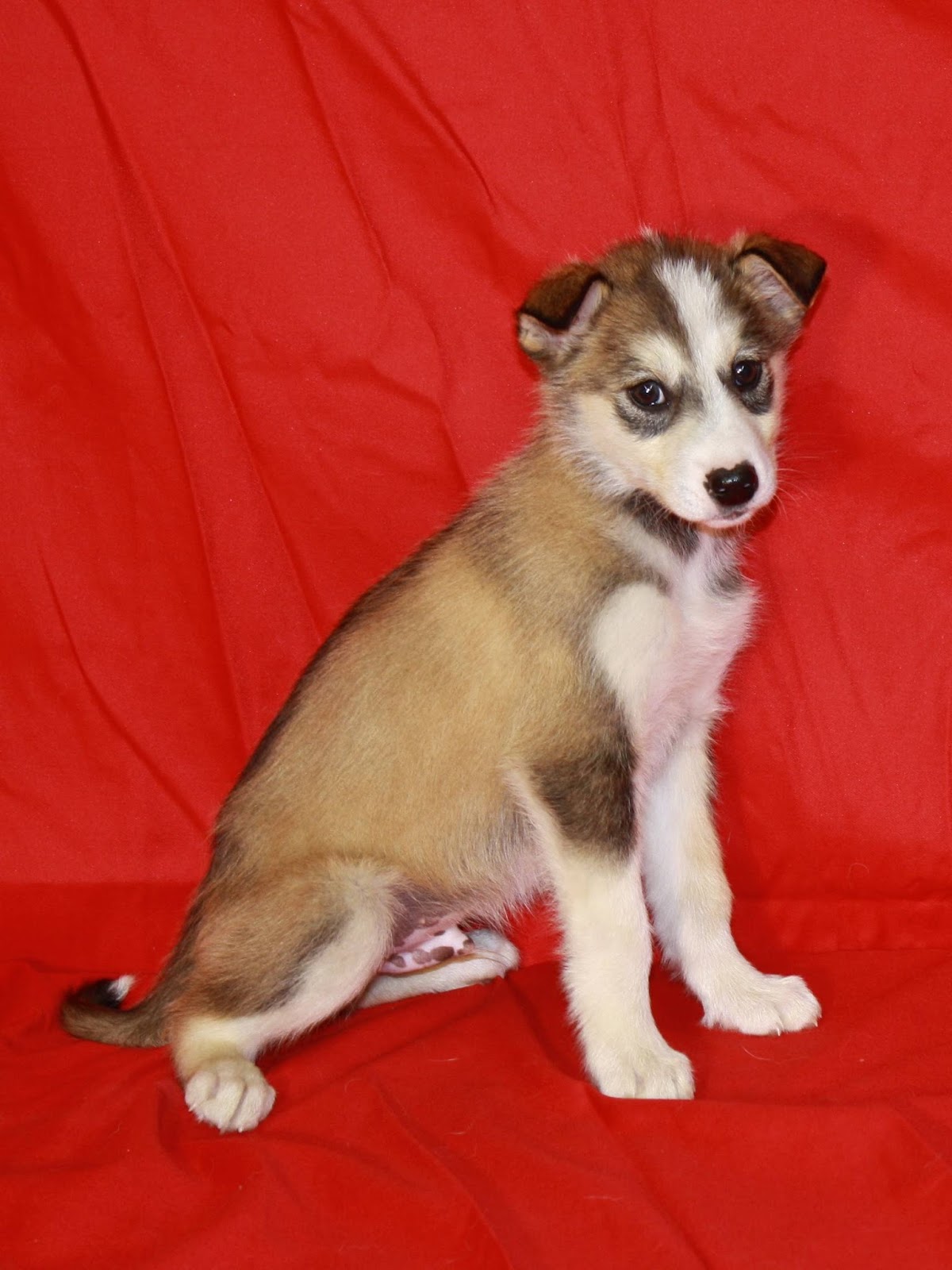 8 Week Old Puppy "Shots" SP Kennel