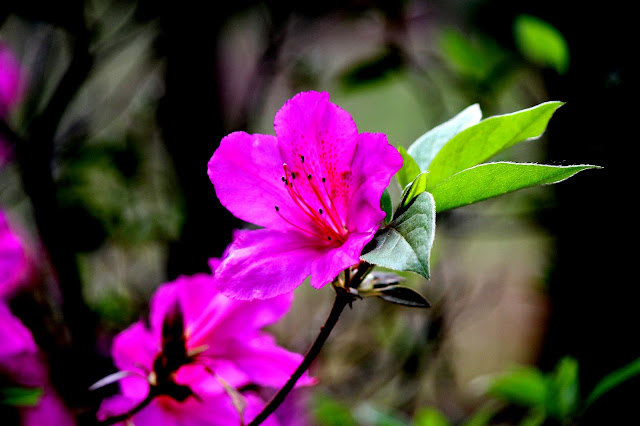 Flores cor-de-rosa 