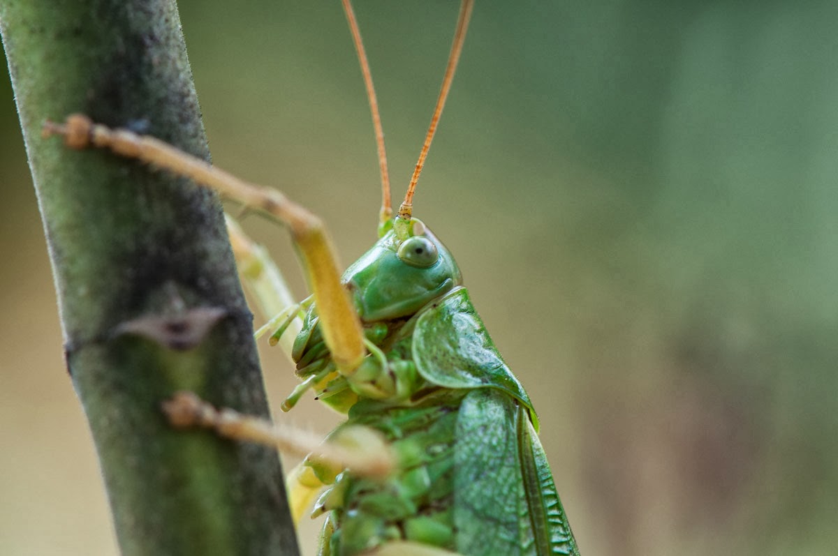 Grashüpfer