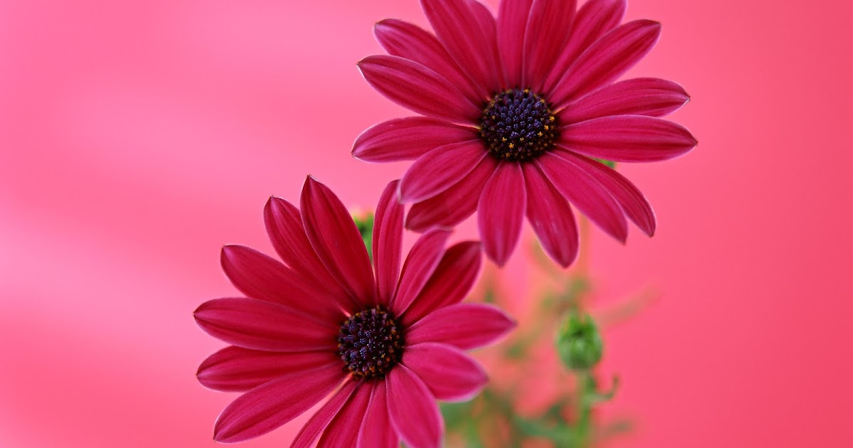 Red Flowers Wallpaper High Quality Images