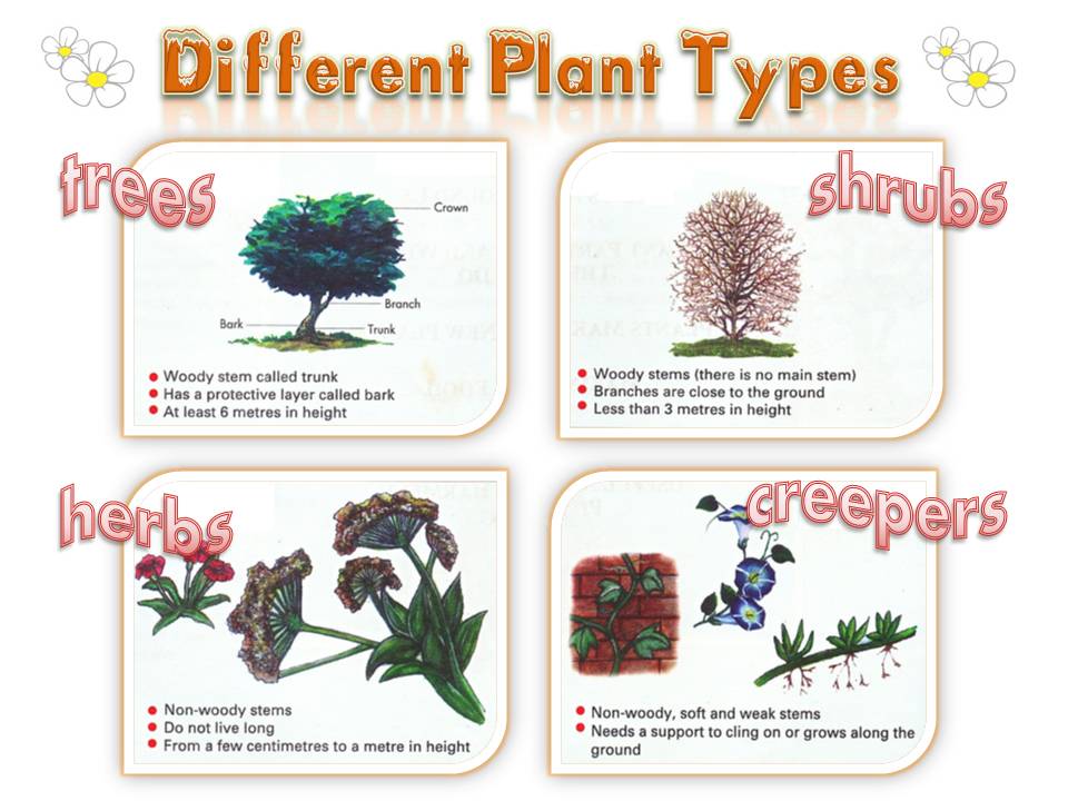 plants types DriverLayer Search Engine
