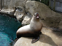 Steller-barking endangered-animal-Ludhar