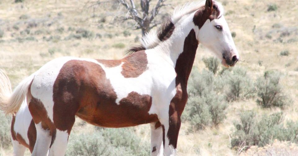 ANIMALS OF EARTH Horses