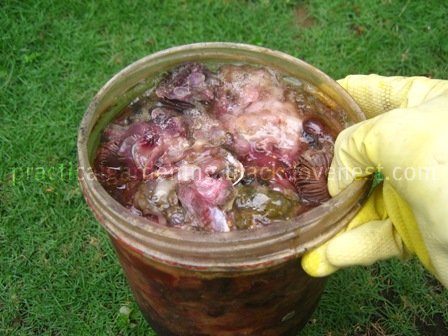 Practical Gardening: Easy Homemade Fish Emulsion Fertilizer