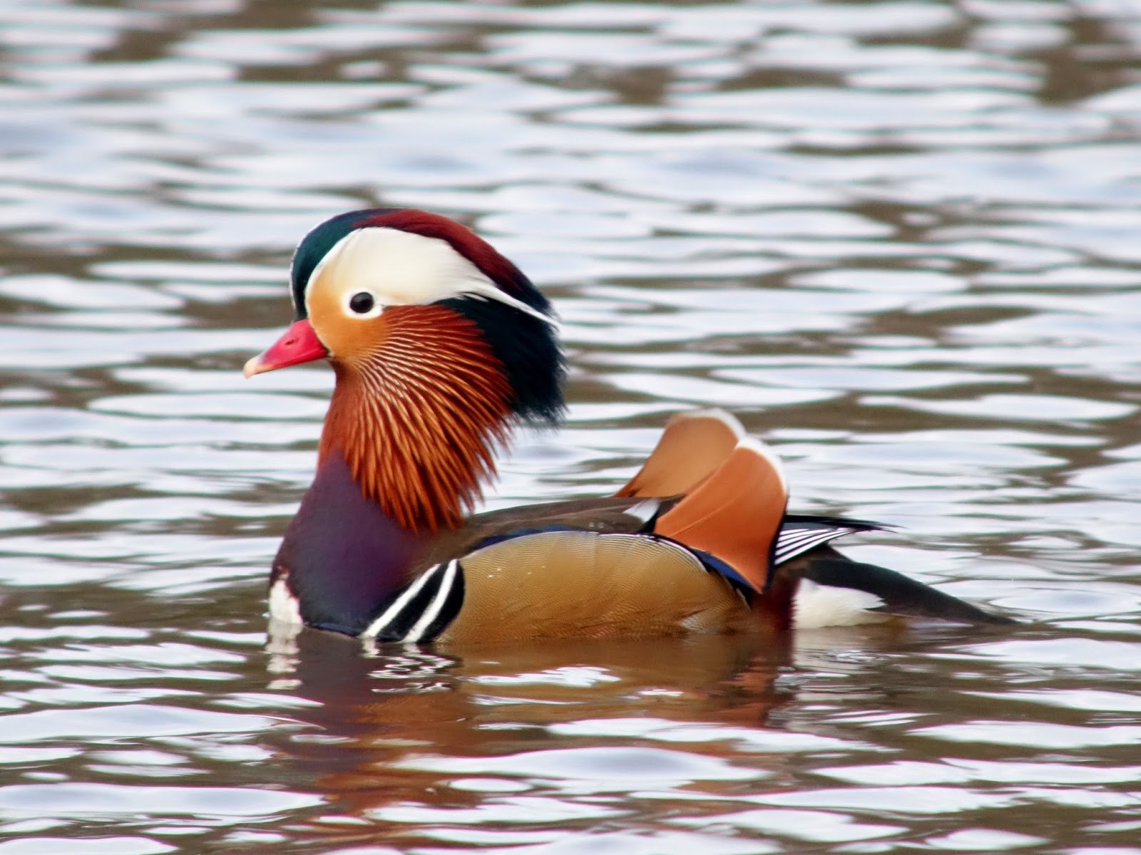Col's Digiscope Blog Mandarin Duck Low Barns