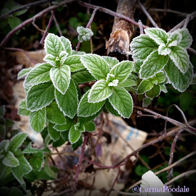 Mint leaves with frost on leaves