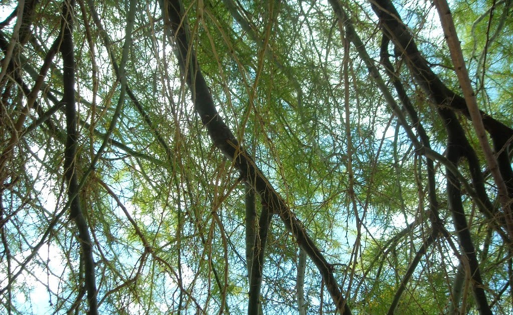 A man has to do: Bajo los árboles...