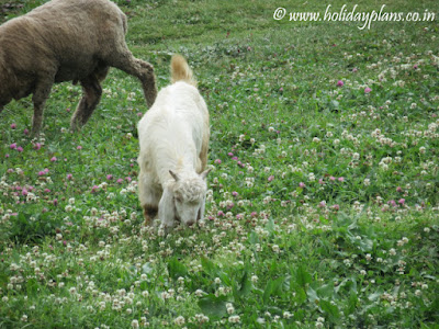 Sheeps grazing on the hills near Prashar Sheeps grazing on the hills near Prashar