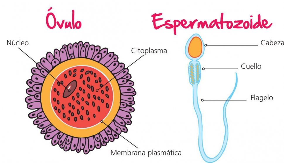 Gametos:ovocito y espermatozoide