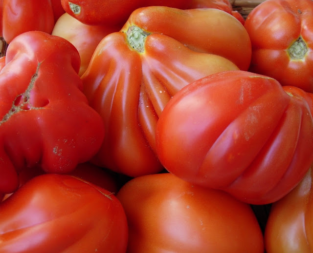 COSECHA DE TOMATES CORAZÓN DE BUEY