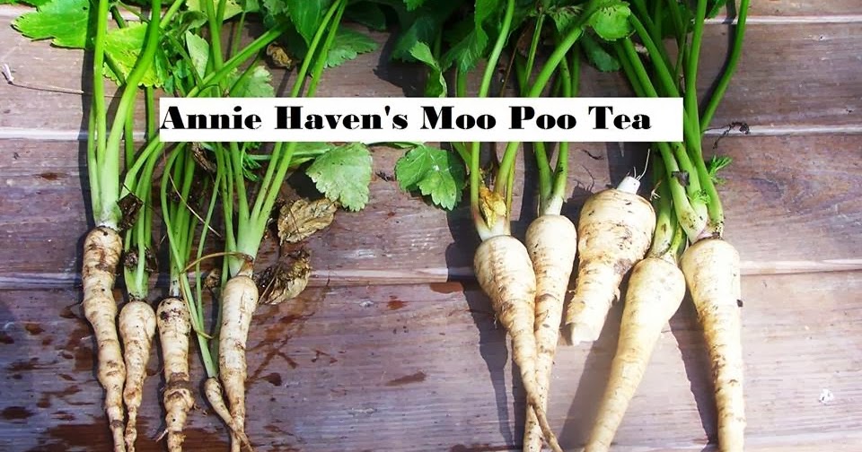 Cow Horse Manure Tea Alfalfa Tea For Roses Growing Success