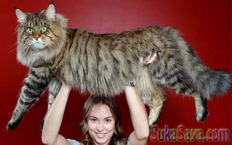 Kucing Rupert Inilah 4 Kucing Terbesar Di Dunia