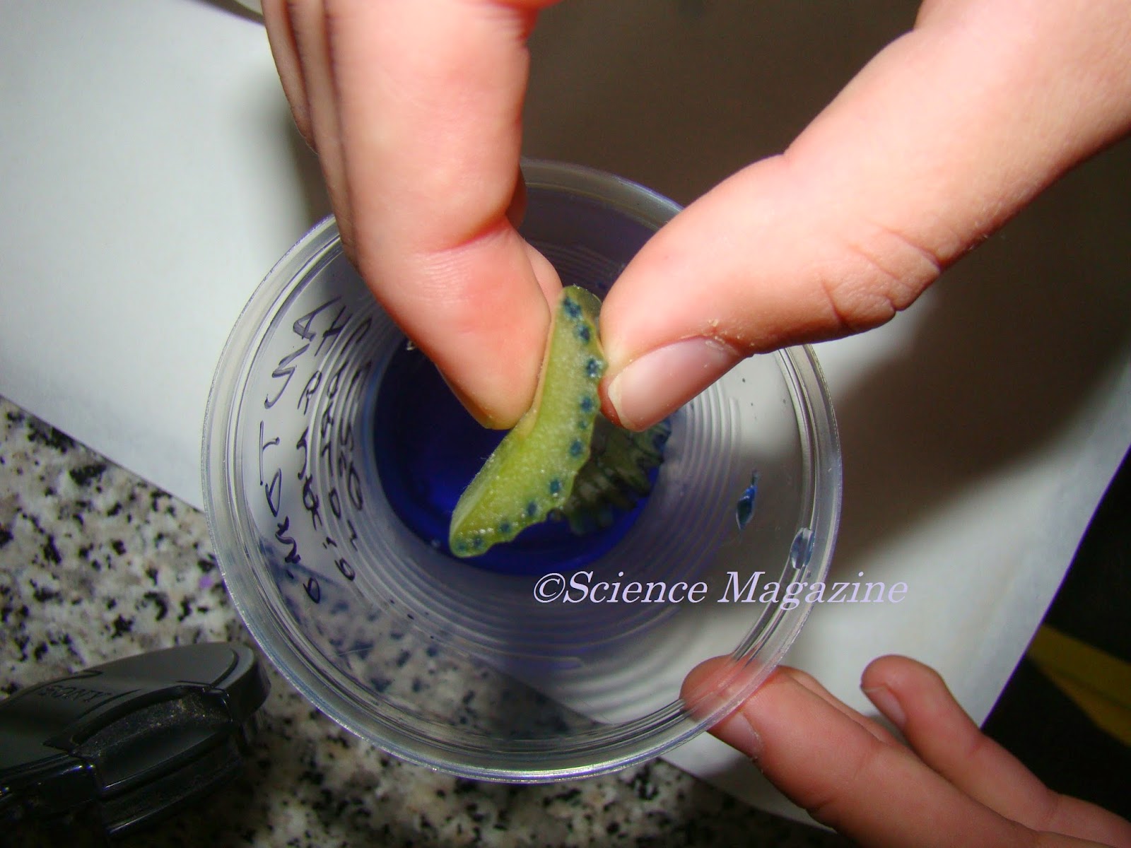 Science Magazine OBSERVING XYLEM VESSELS IN CELERY