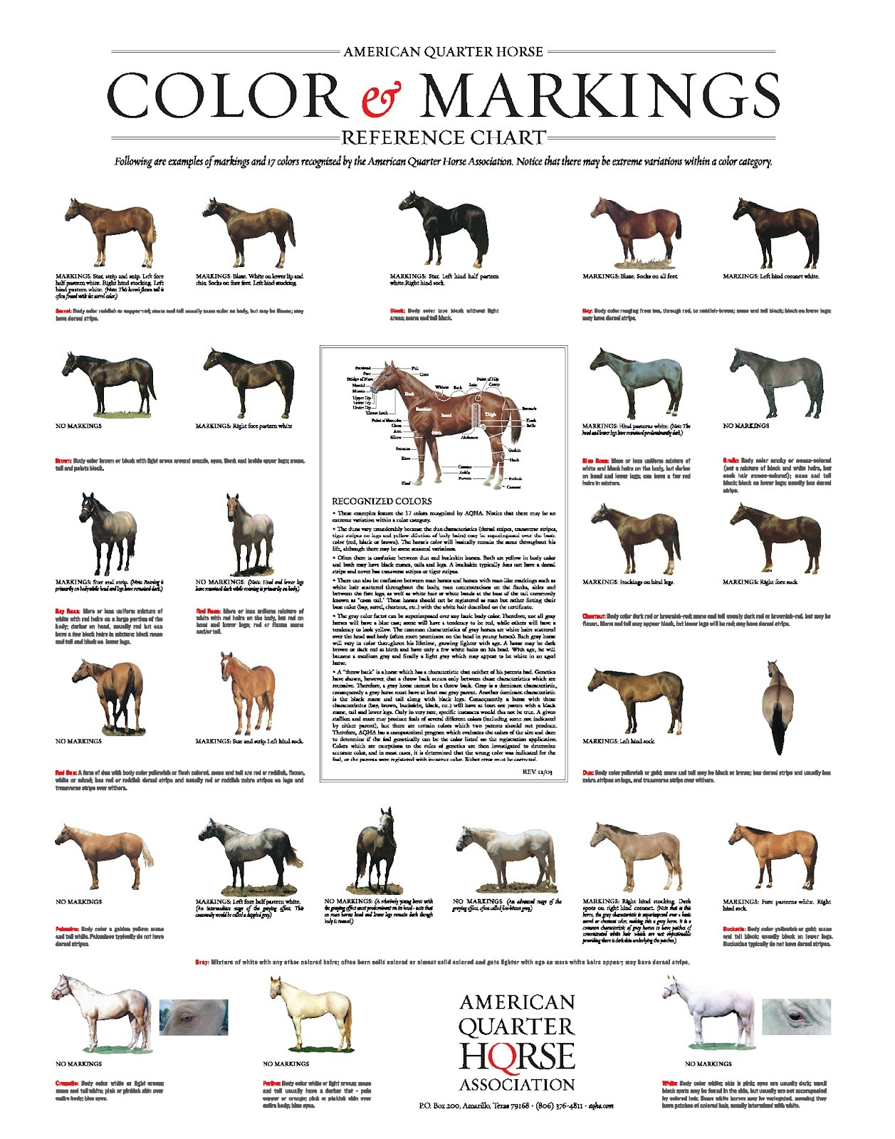 Características de la Raza Cuarto de Milla | JINETE Y CABALLO Características de la Raza Cuarto de Milla | JINETE Y CABALLO