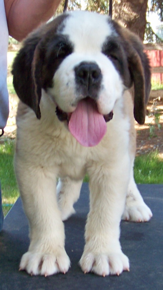 st benard puppies cool pets 4u bernard dogs and puppies pictures st benard puppies cool pets 4u bernard dogs and puppies pictures