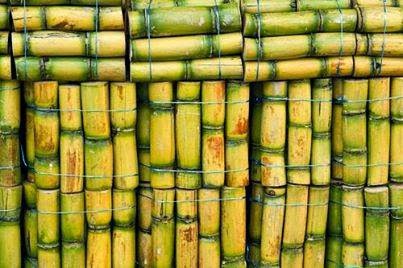 Bamboo Tumbler - Appleverse