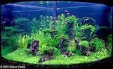 cara merawat aquaium cara merawat aquarium, akuarium laut, akuarium air tawar