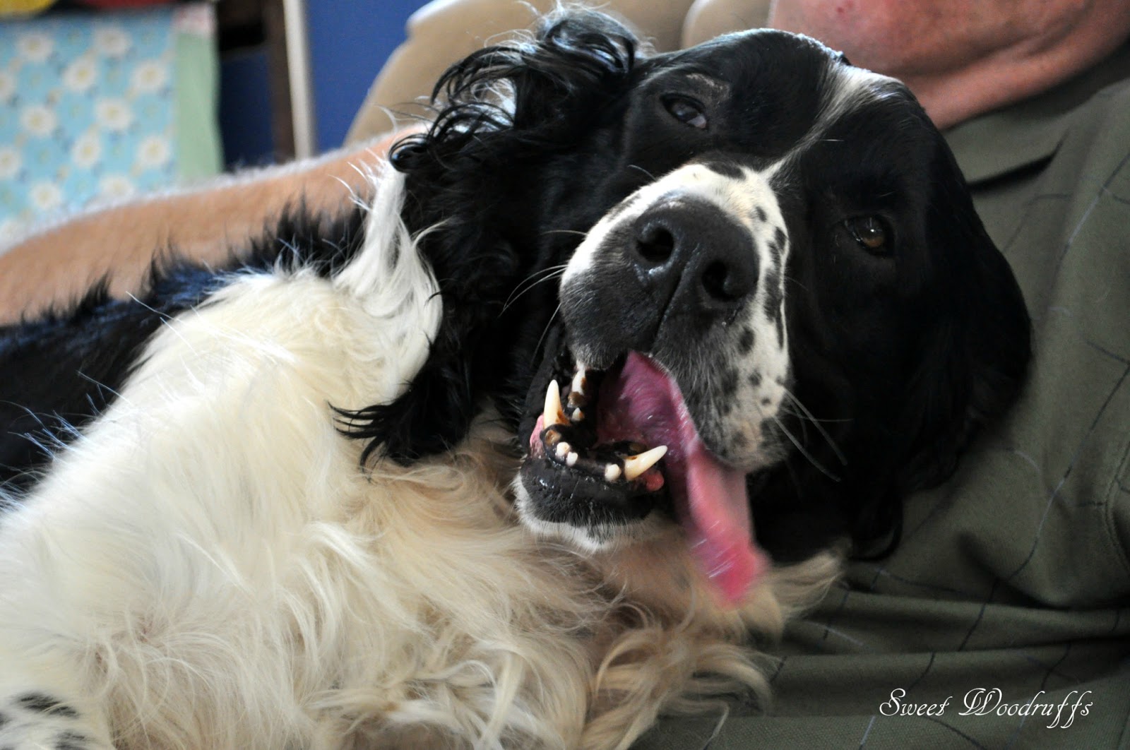 Sweet Woodruffs Springer Spaniel rescue and foster