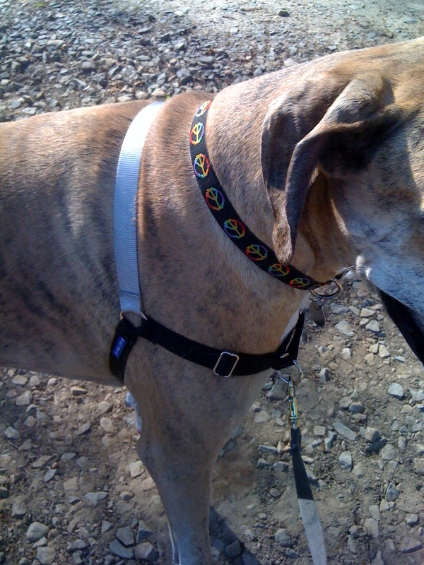 More about Chip & How to get your dog to stop pulling.