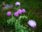 Cirsium vulgare