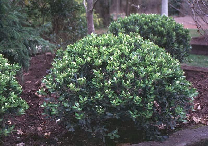 beechwood landscape architecture and construction ivory queen inkberry holly featured plant of beechwood landscape architecture and construction ivory queen inkberry holly featured plant of