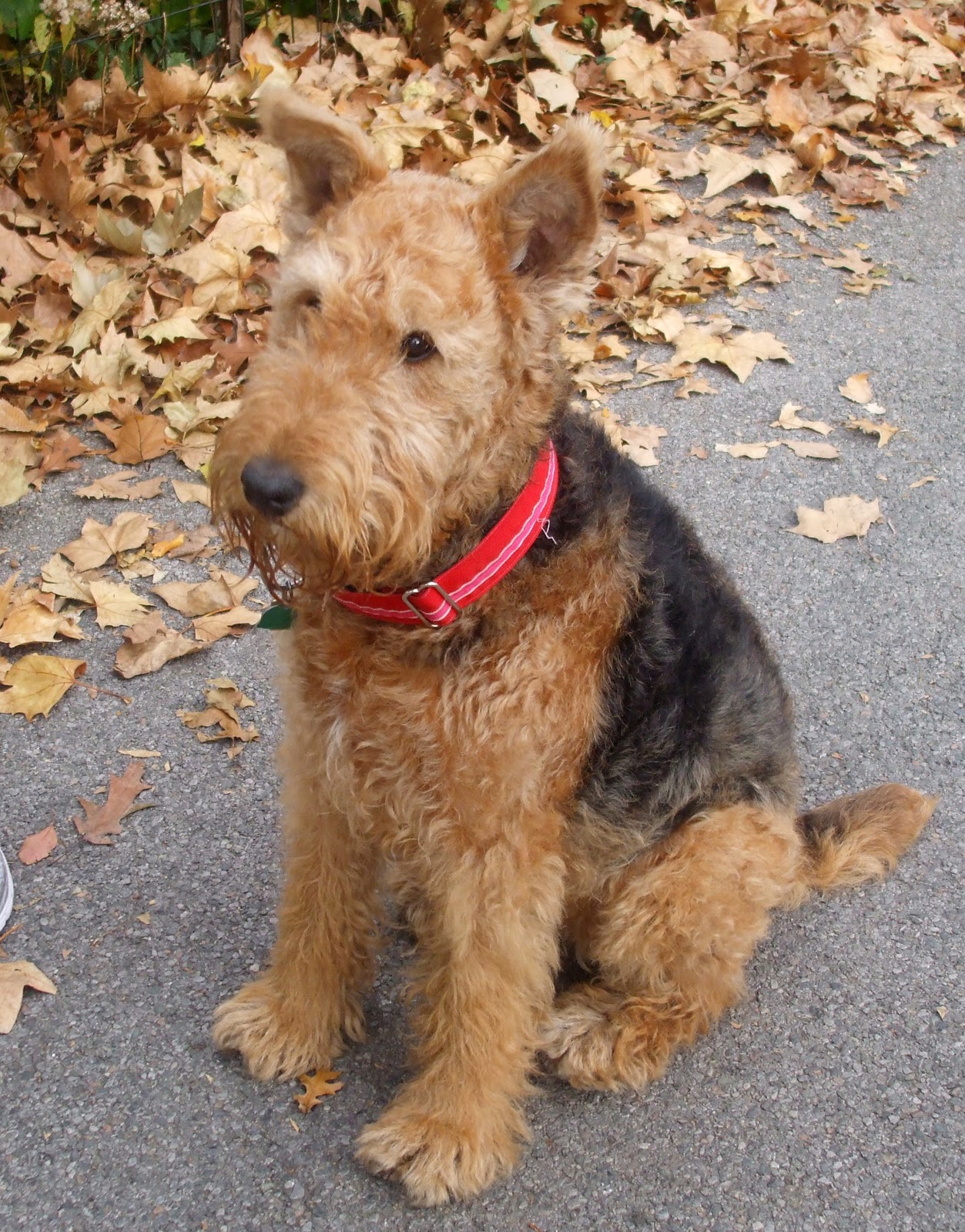 Joachim Books THE DOGS OF CENTRAL PARK, NEW YORK CITY