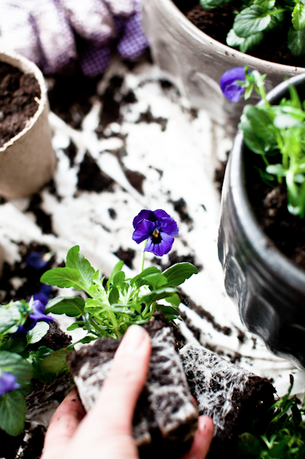 Lilla Stemor Lilla Stemor