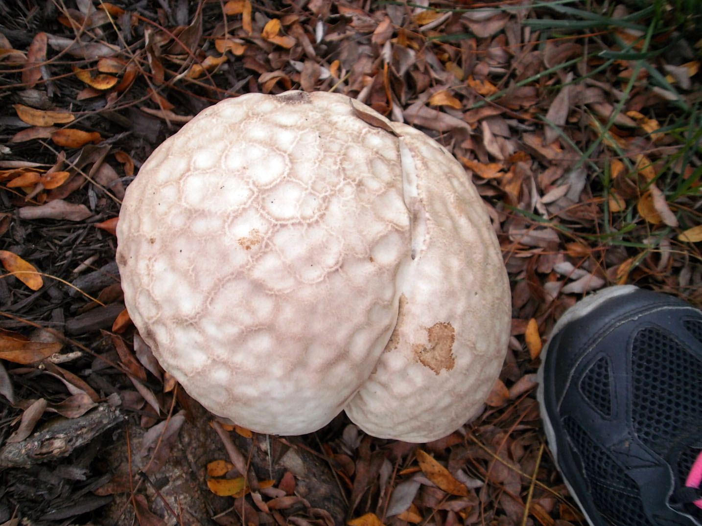 Snapshots by happyone Brain Mushroom