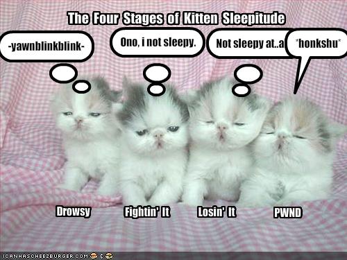 Lol Kittens