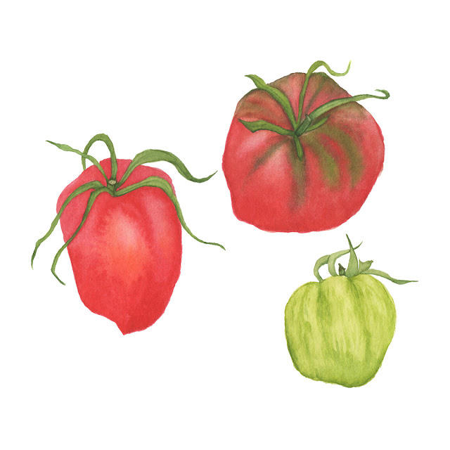heirloom tomatoes, watercolor paintings, watercolor tomatoes, Anne Butera, My Giant Strawberry