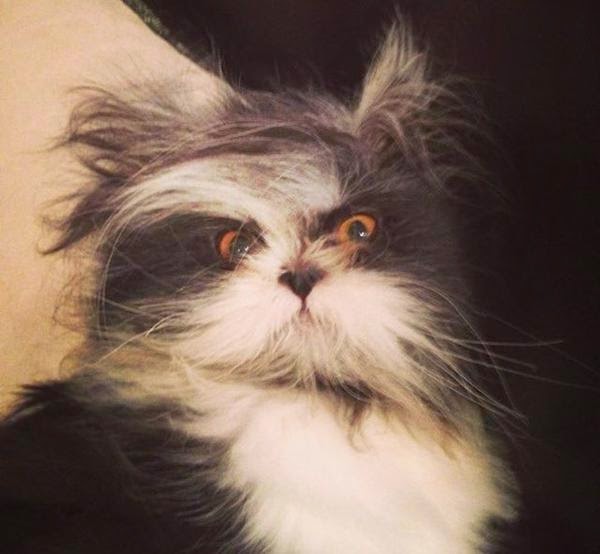 Мохнатый кот Атчум Мохнатый кот Атчум