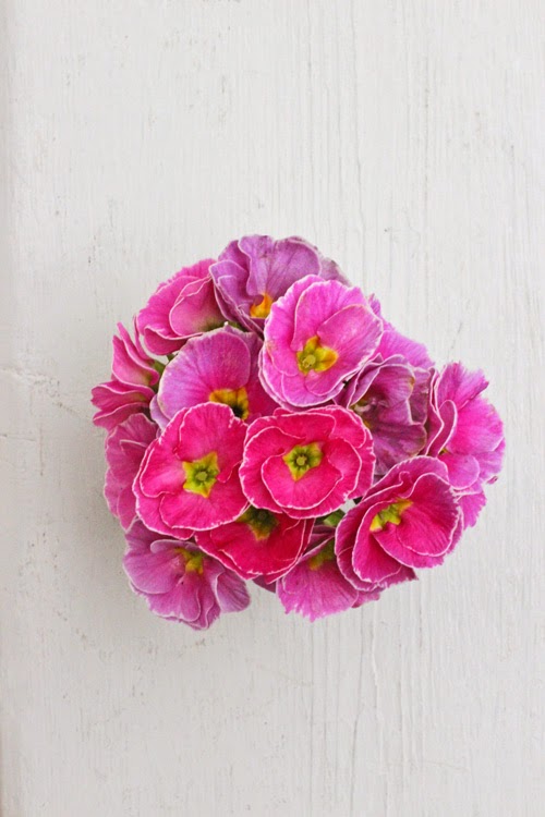 Pink Primula