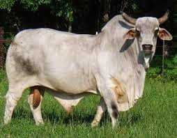 foto sapi terbesar di dunia - gambar hewan - foto sapi terbesar di dunia