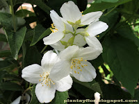 Philadelphus coronarius