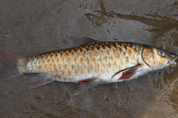tips ngail ikan kelah tips ngail ikan kelah