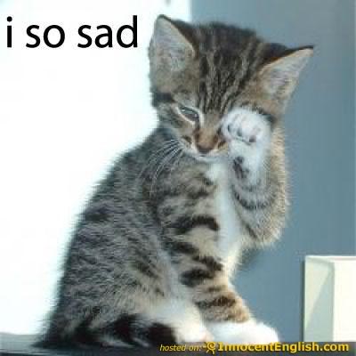 cat+crying.jpg