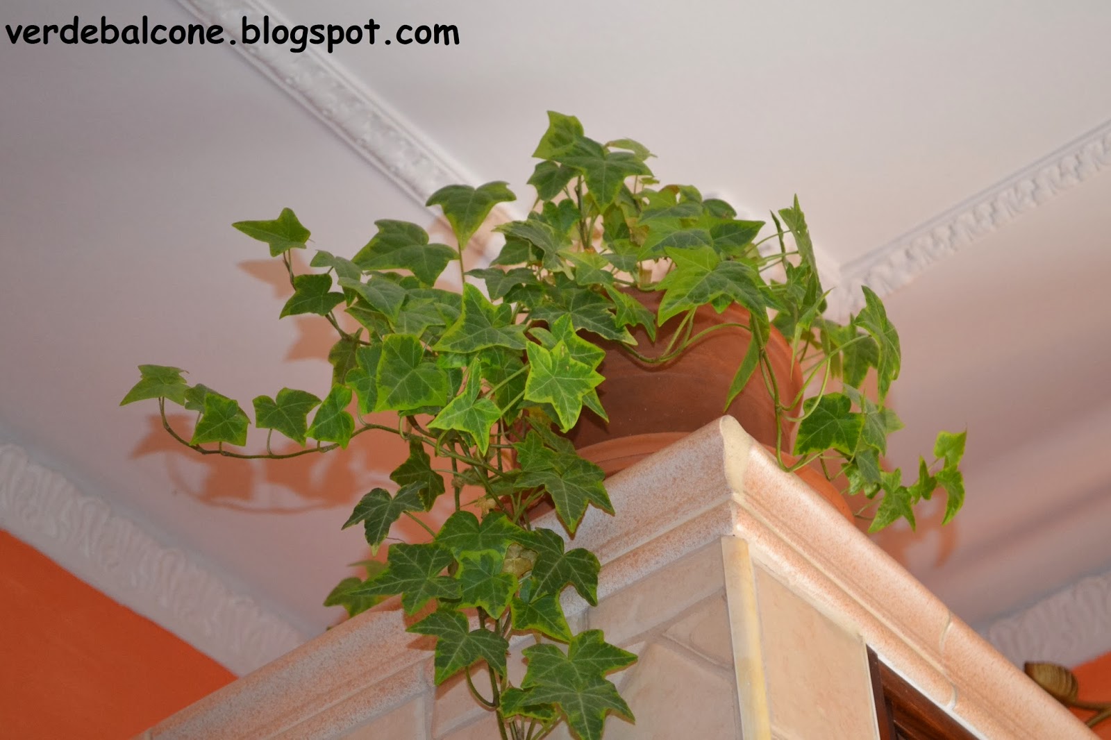 Verde balcone.: febbraio 2014 Muffa sulla terra vaso