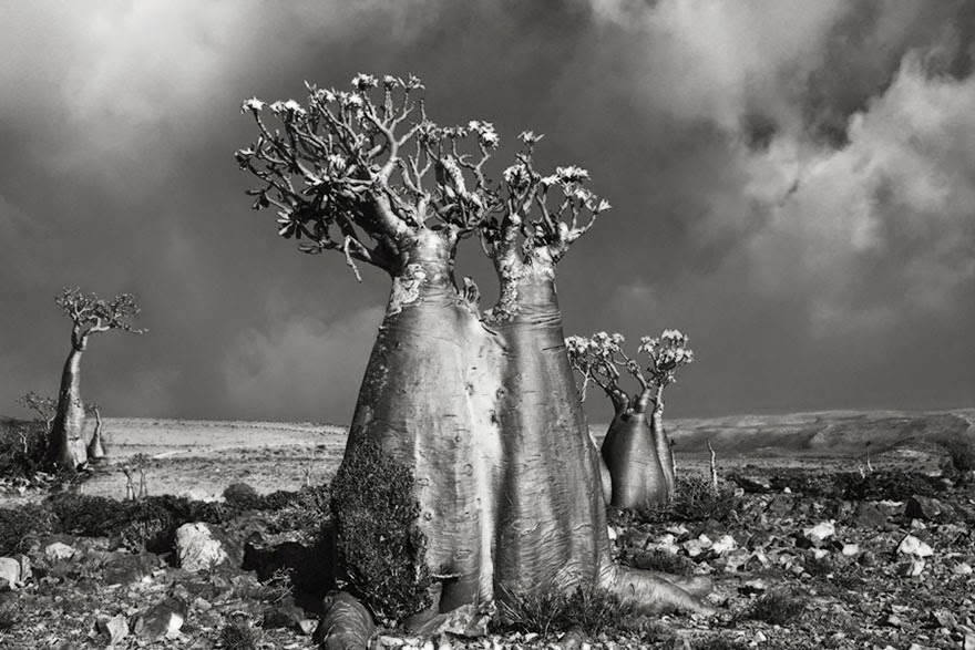 Fotos fantásticas das mais antigas árvores do mundo
